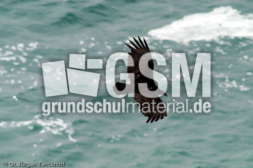 Truthahngeier (6 von 14).jpg